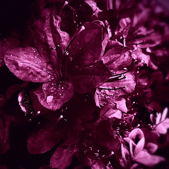 Meet your Posher, Ann - Picture 1 of 1